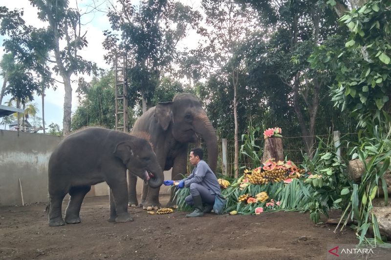 Sambut Hari Gajah Sedunia, Bali Zoo Suguhkan Buah Favorit untuk Gajah Sumatera