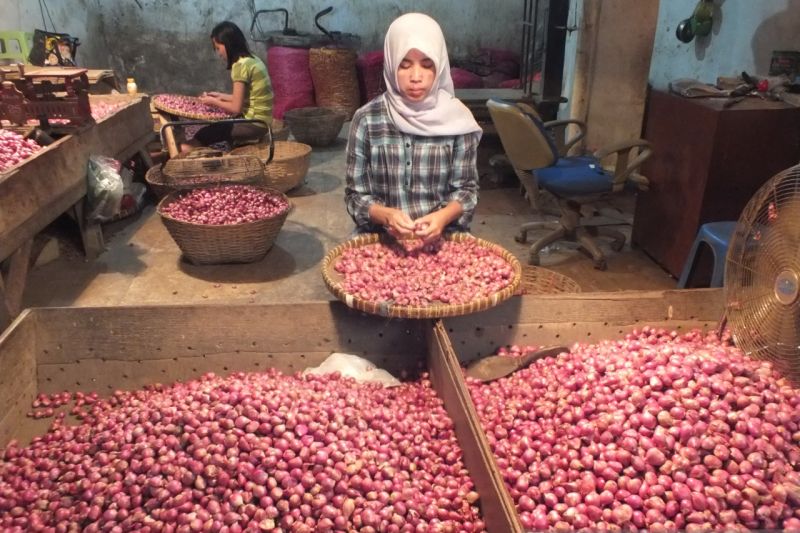 Harga Bawang Merah Bisa Tenang Kembali, Kementan Klaim Stok Melimpah