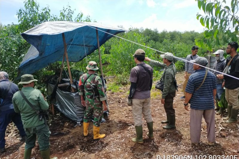 Harimau Sumatera Masuk Perangkap di Pelalawan, Diduga Pelaku Serangan Maut Terhadap Pekerja