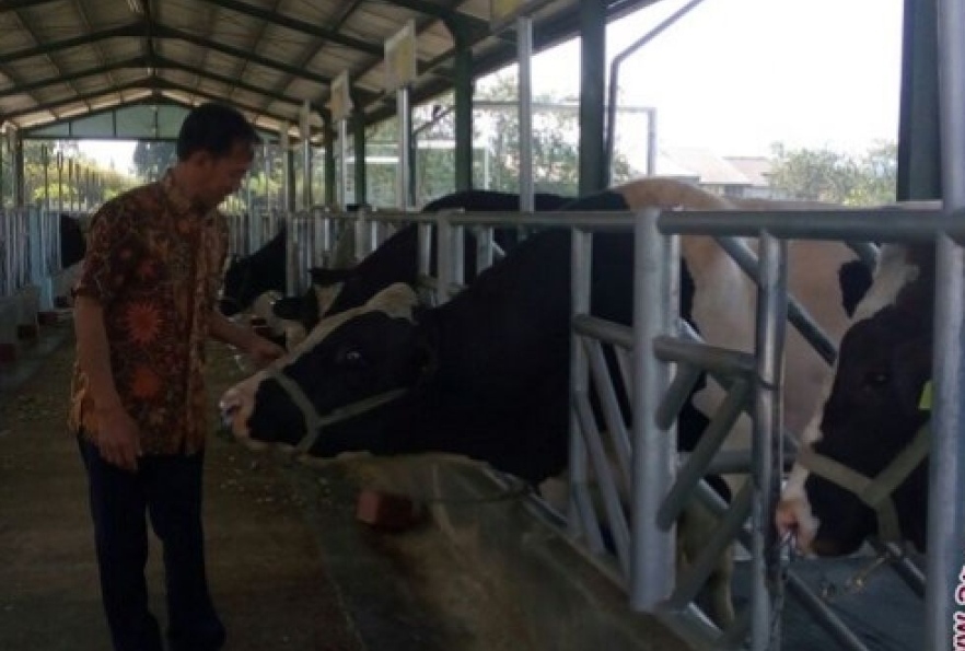 Genetika Sapi Lokal Terancam Jika Pembibitan Diabaikan, Peringatan Bappenas