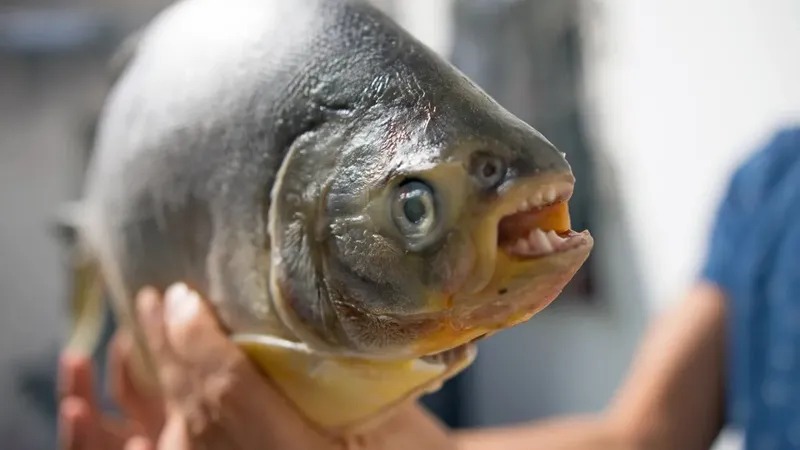 Gambar berita terkait Mengenal Ikan Mata Sauron dari Sungai Amazon, Piranha Vegetarian dengan Penampilan Sangar Tapi Berhati Lembut