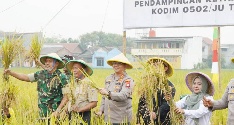 Wah! Jakarta Ternyata Punya Sawah, Ada Panen Padi Serentak Ketahanan Pangan di Jakut 