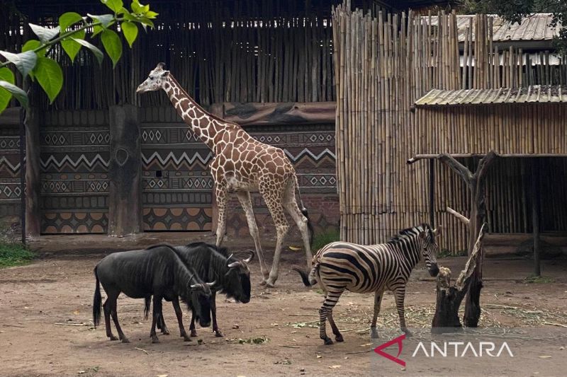 Satwa Bandung Zoo Terancam,...