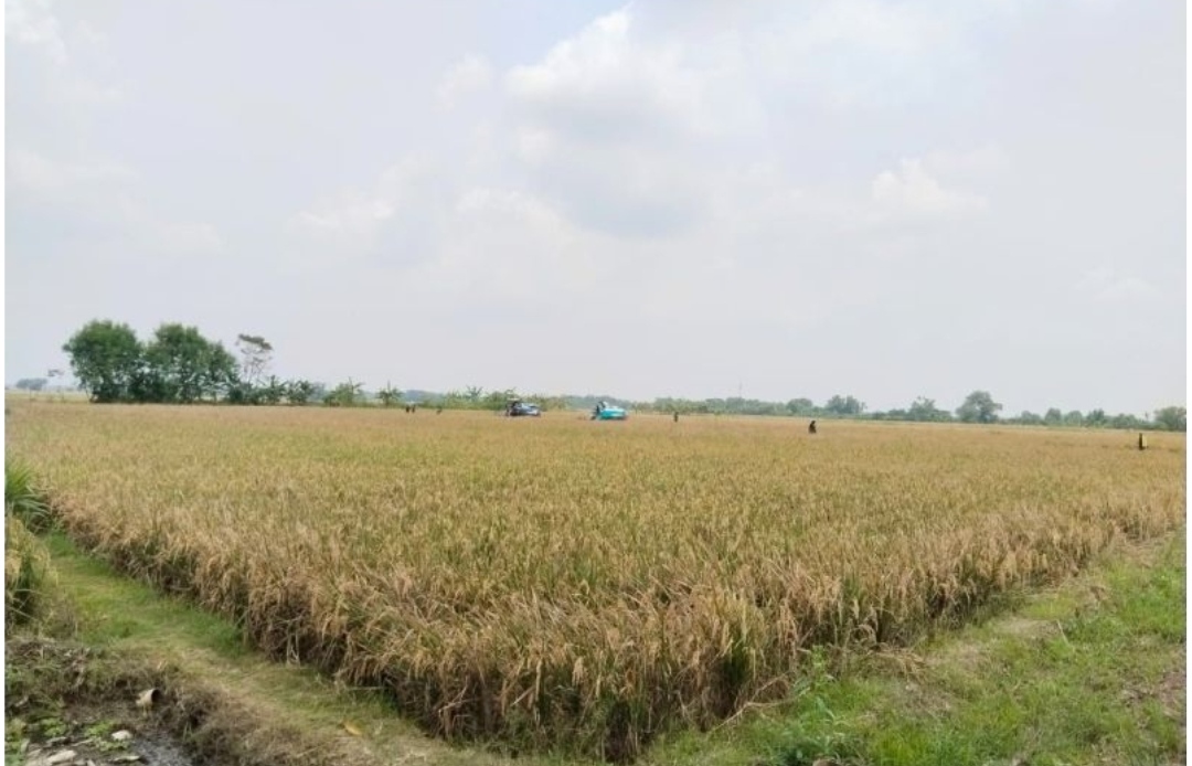 Asuransi Sawah Masif, Karawang Perkuat Perlindungan Petani