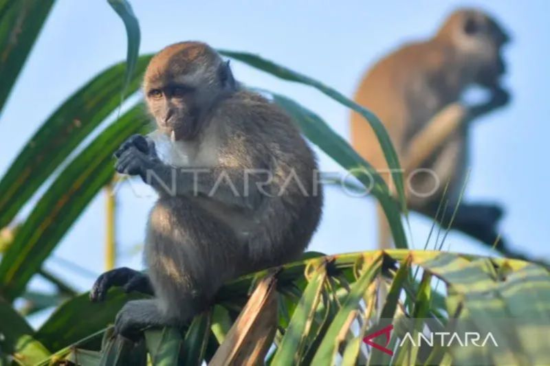 Serangan Monyet Ekor Panjang Merusak 50 Hektare Lahan Pertanian di DIY