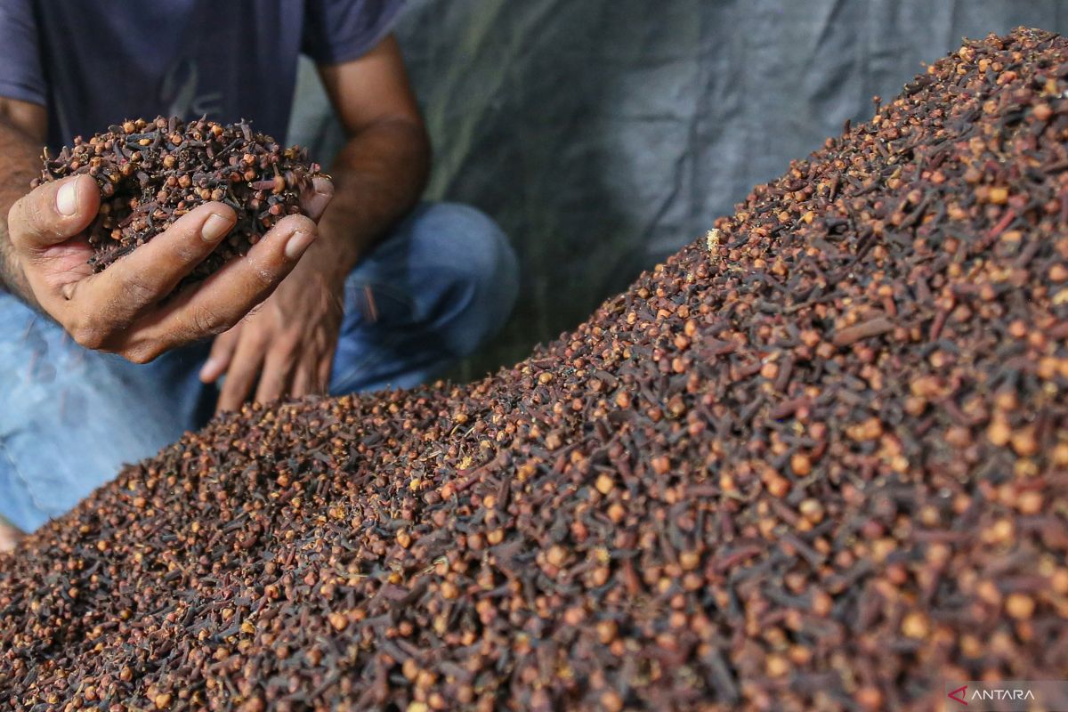 Rempah Tercemar Cesium-137, Ekspor Cengkeh Terhambat di Pasar Global