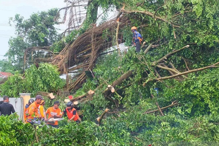 Bencana Angin Kencang di Jember Mengakibatkan Dua Warga Tewas
