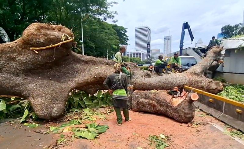 Operasional MRT dan Transjakarta Terhambat Akibat Pohon Tumbang di Kebayoran Baru