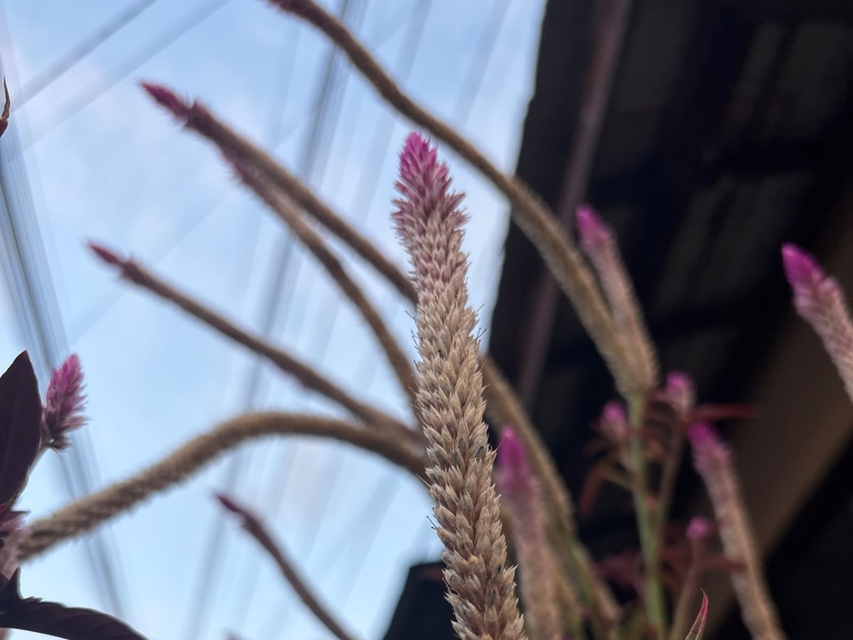 Foto rujukan Boroko