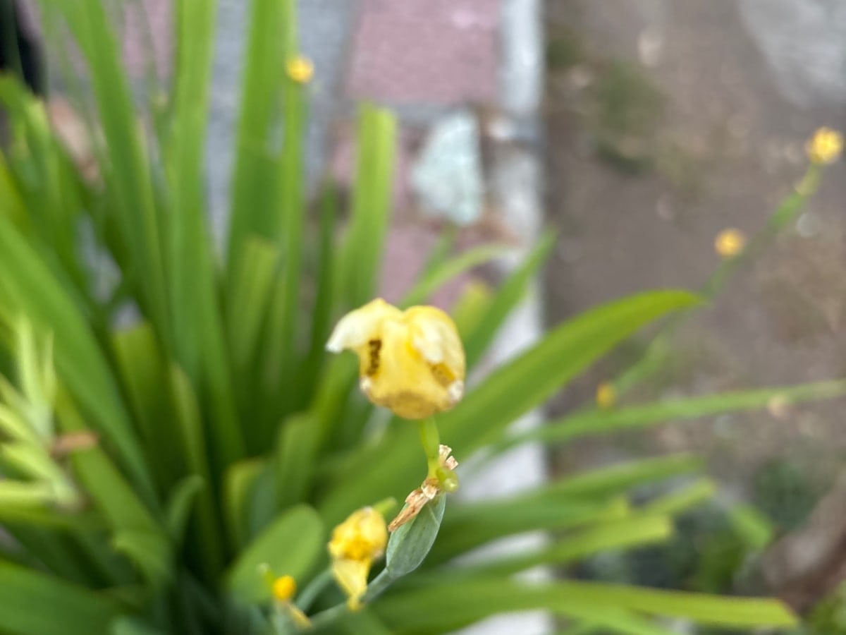 Foto rujukan Bunga iris (kuning)