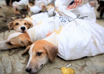 Penjualan Anjing. (Foto Ist)