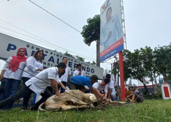 Ketua DPW Partai Perindo Sumut, Rudi Zulham Hasibuan dan pengurus saat penyembelihan hewan kurban merayakan Iduladha 1443 H/2022 M.(Foto Romulo)