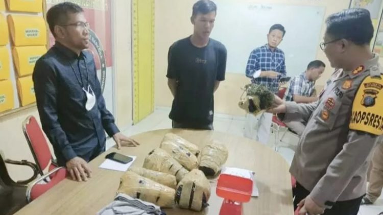 Polresta Deliserdang gagalkan 7 kg ganja dibawa penumpang bus Putra Pelangi. (Foto Ist)