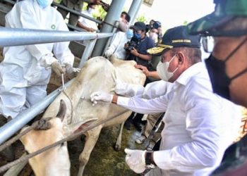 Gubernur Sumut Edy Rahmayadi menyuntikan vaksin ke satu ekor lembu. (Foto Ist)