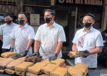 Puluhan bal ganja yang diamankan Polrestabes Medan. (Foto Ist)