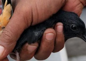 Ilustrasi burung murai.Foto Ist