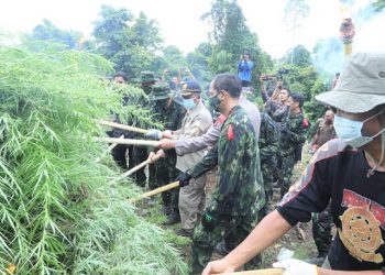 BNN RI Musnahkan Ladang Ganja dan Dukung Pemkab Aceh Selatan