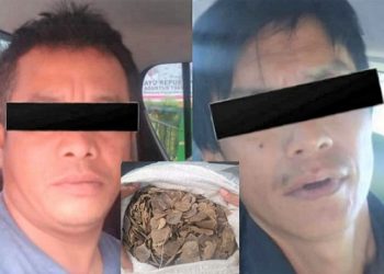 Dua Pelaku Penjual Sisik Tringgiling Yang Diamankan Polda Sumut. (Foto Ist)