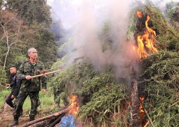 Direktur Narkotika Deputi Bidang Pemberantasan BNN RI, Brigjen Pol. Roy Hardi Siahaan, S.I.K, S.H, M.H, BNN melakukan pemusnahan Ladang Ganja yang berada di Desa Tanjung Julu, Kecamatan Penyabungan Timur, Kabupaten Madina, Sumatera Utara.