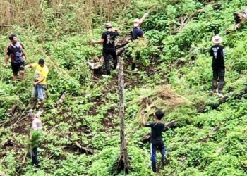 Ladang ganja yang ditemukan di Pegunungan Torsihite.Foto Ist