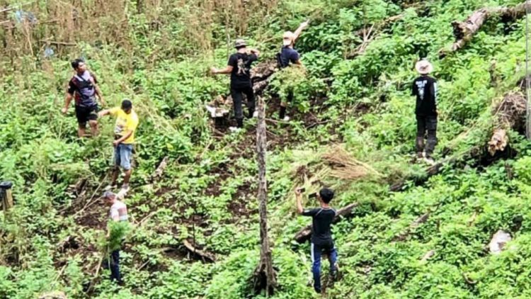 Ladang ganja yang ditemukan di Pegunungan Torsihite.Foto Ist
