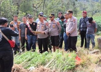 Ganja yang ditemukan Polres Tanah Karo