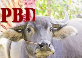 Kerbau APBD Sumut