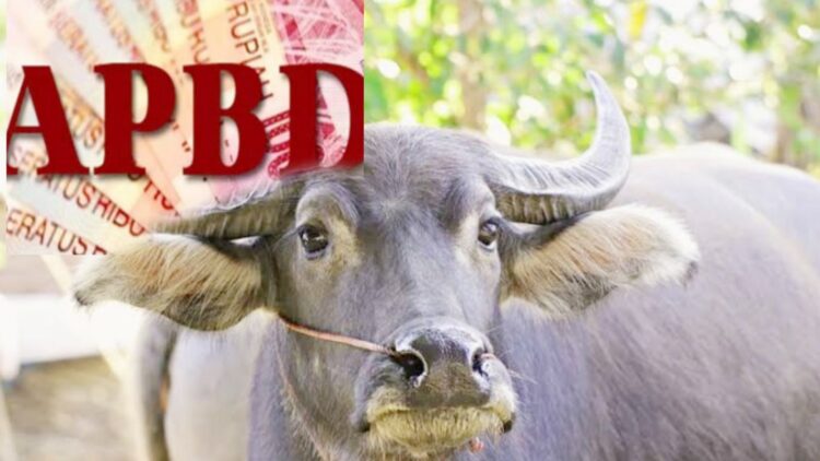 Kerbau APBD Sumut