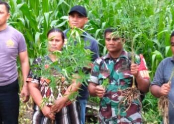 Polsek Tigalingga mengamankan mengamankan seorang ibu rumah tangga, HG (41) warga Desa Palding Kecamatan Tigalingga, Dairi beserta perladangan ganja. (Foto Ist)