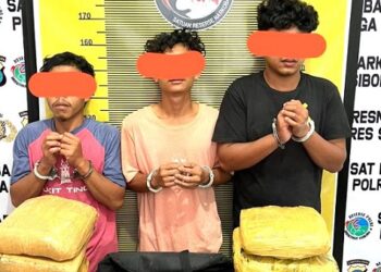 Gegara Bawa Ganja 10 Kg, 3 Sekawan Kompak Masuk Bui