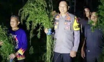 Kapolres Madina, AKBP HM Reza Chairul Akbar Sidiq dan personil lainya dilokasi penemuan ladang ganja di Tor Pegunungan Mangompang Desa Pardomuan Kecamatan Panyabungan Timur, Senin (6/11). (Foto Ist)