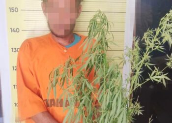 Daniel Leonard Lumbantobing pemilik ladang ganja yang ditangkap. (Foto Ist)