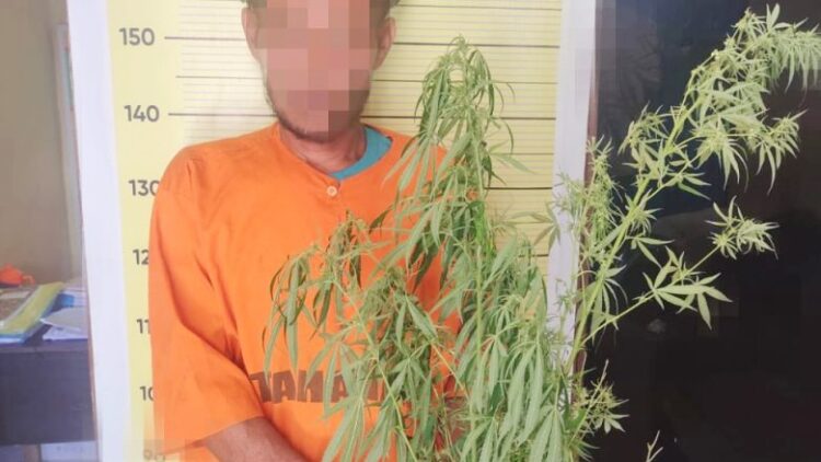 Daniel Leonard Lumbantobing pemilik ladang ganja yang ditangkap. (Foto Ist)