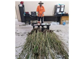 Pelaku MG yang ditangkap polisi karena menanam ganja. (Foto Ist)