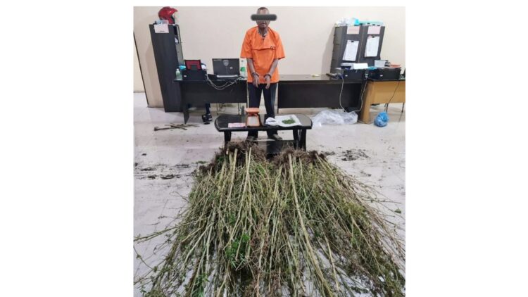 Pelaku MG yang ditangkap polisi karena menanam ganja. (Foto Ist)