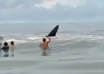 Ikan Paus yang terdampar di Pantai Sindeas di Kecamatan Manduamas, Kabupaten Tapanuli Tengah. (Foto Ist)