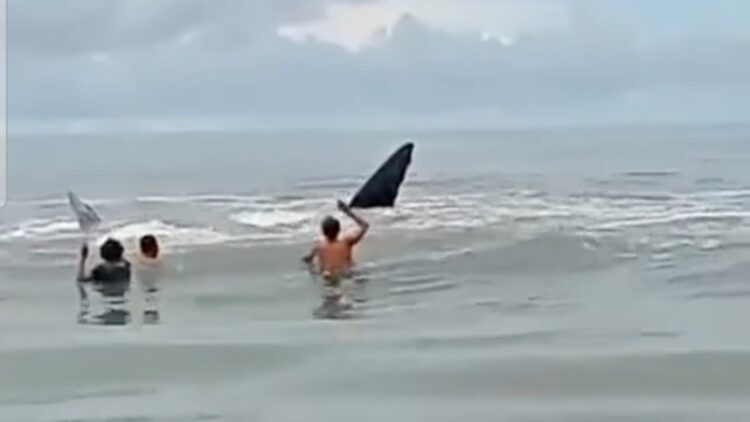 Ikan Paus yang terdampar di Pantai Sindeas di Kecamatan Manduamas, Kabupaten Tapanuli Tengah. (Foto Ist)