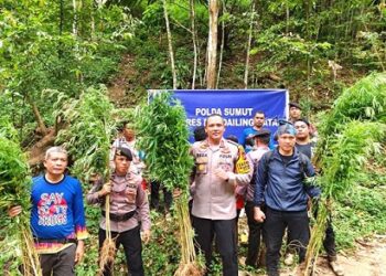 Kapolres Madina AKBP H.M. Reza Chairul A.S pimpin pemusnahan ladang ganja seluas 5 hektare di perbukitan Tor Sihite Sumur Holbung Desa Pardomuan, Kecamatan Panyabungan Timur. (Foto Ist)