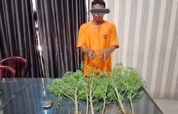 MS yang diamankan karena menanam ganja. (Foto Ist)