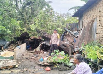 Angin Kencang Tumbangkan Pohon Rambutan Tua Lalu Timpa Satu Rumah di Dolok Batu Nanggar