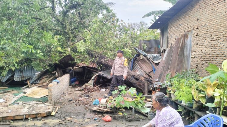Angin Kencang Tumbangkan Pohon Rambutan Tua Lalu Timpa Satu Rumah di Dolok Batu Nanggar