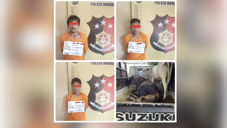 Pelaku pencuri lembu yang diamankan. (Foto Ist)