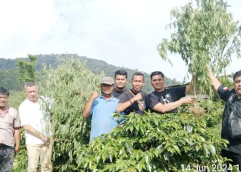 Tim Sat Narkoba Polres Simalungun dan Polsek Dolok Silau di lokasi ladang ganja