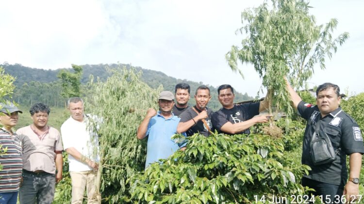 Tim Sat Narkoba Polres Simalungun dan Polsek Dolok Silau di lokasi ladang ganja