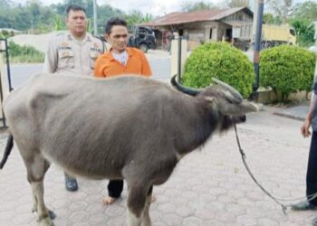 Tersangka pencuri kerbau yang ditahan Polres Taput. (Foto Ist)