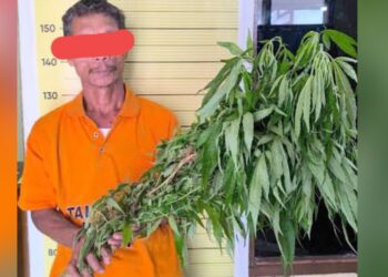 Tersangka MS Pemilik 15 batang pohon ganja. (Foto Ist)