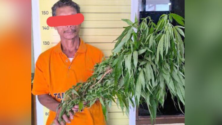 Tersangka MS Pemilik 15 batang pohon ganja. (Foto Ist)