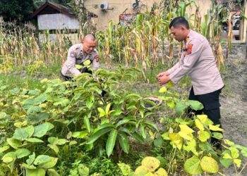 Kapolsek Teluk Nibung AKP Rinaldi SH. MH bersama Ps Kanit Binmas Aiptu I Pohan Kacang Hijau