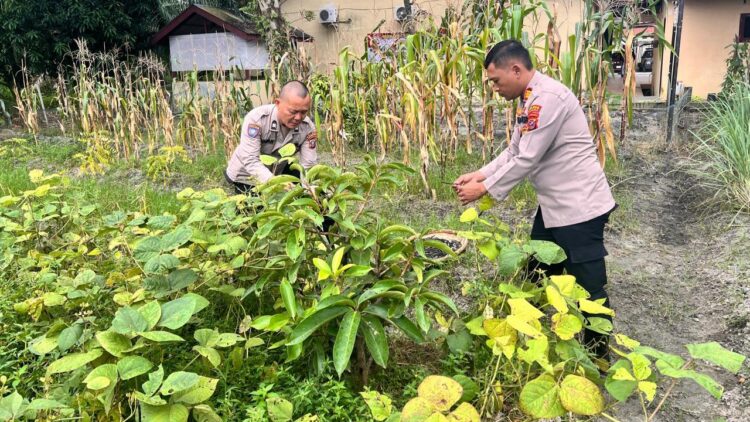 Kapolsek Teluk Nibung AKP Rinaldi SH. MH bersama Ps Kanit Binmas Aiptu I Pohan Kacang Hijau