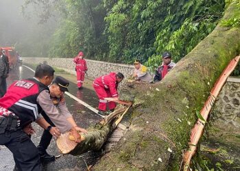 Polres Tanah Karo Tanggap Darurat tumbangnya pohon di Jalur utama penghubung Berastagi-Medan di Jalan Jamin Ginting Km 55-56, Desa Doulu,